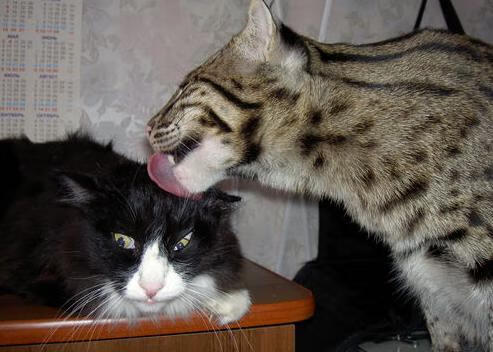 九游app官网下载-OG·阿努诺比在NBA常规赛中展现进攻多样性，og阿奴诺比选秀报告