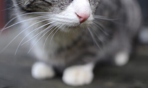 九游官网下载电脑版-【比分追踪】近期最受关注的六场焦点比赛汇总，焦点球员组合包