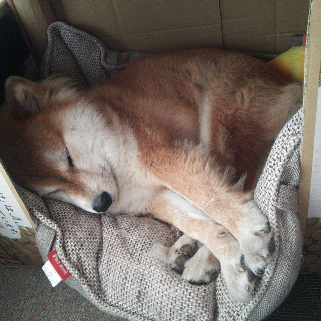 JiuyouAPP下载-篮球赛事观众席智能服务系统提升体验，篮球赛观众席位置