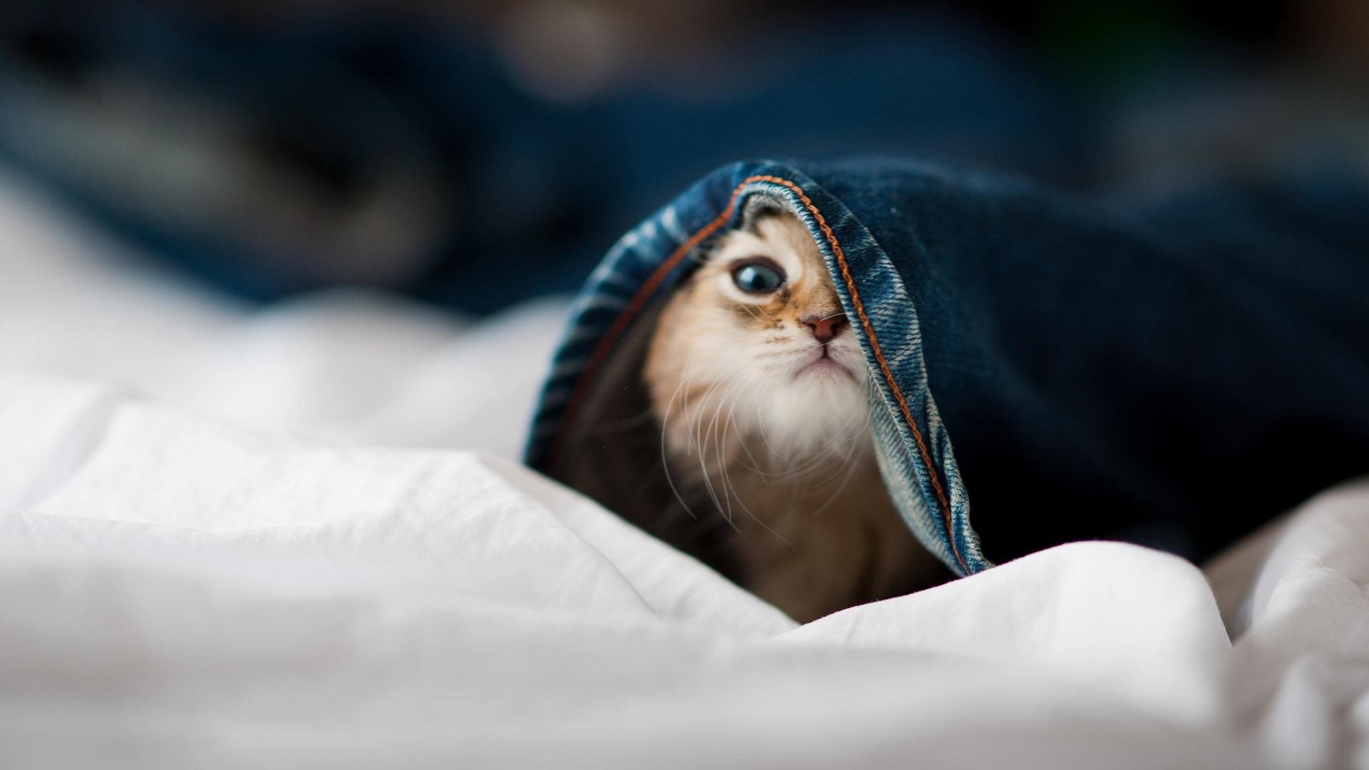 九游登录中心-欧洲篮球豪门逐鹿赛场，谁能捧得奖杯？，欧洲篮球联赛巨星