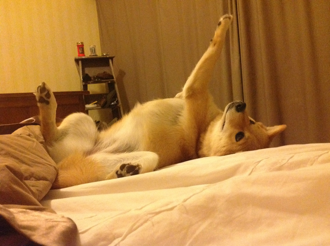 JiuyouAPP下载-长春亚泰战平对手，保持不败战绩，长春亚泰历史战绩