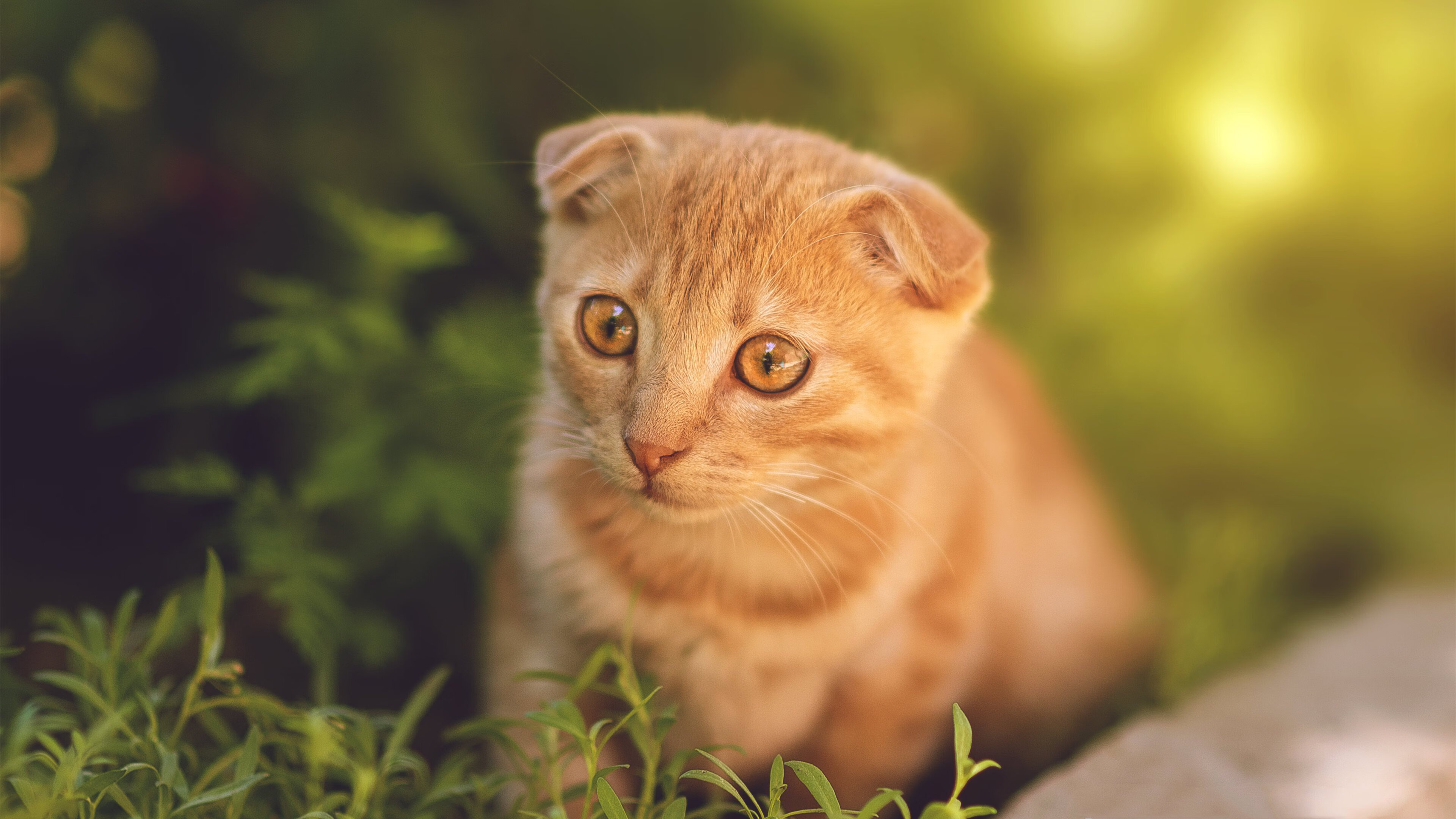 中国篮协发布年度报告总结发展成果与不足,中国篮协新章程