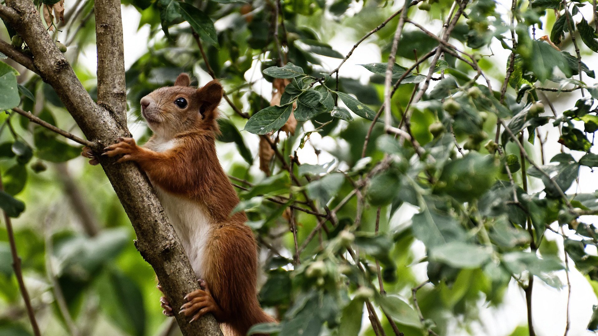 中国足球设立新型赛事观察机制加速人才发现效率,中国足球调查