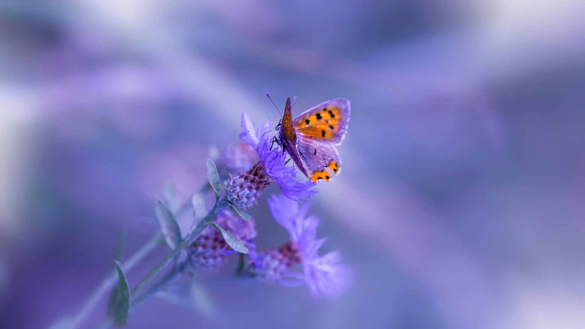 九游娱乐APP-莱谢恩·卡萨斯200米混合泳技术细腻获赞