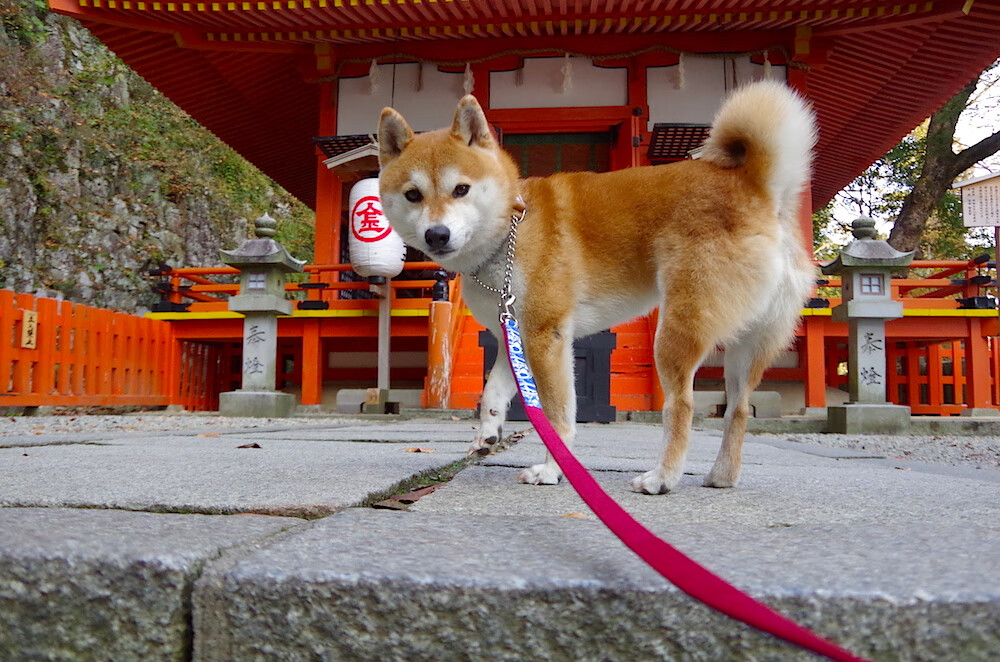 赛后恢复程序标准化确保球员身体状态快速回归最佳水平,比赛恢复