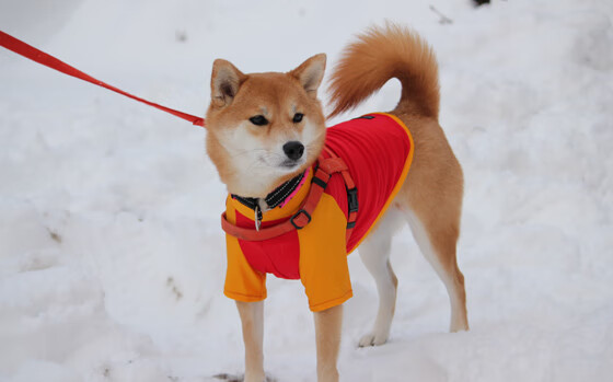 Jiu You-黄蜂新人持续提升得到更多出场时间，黄蜂队员